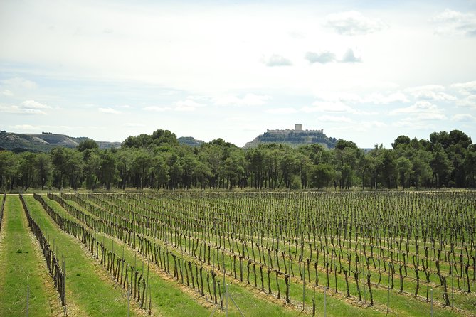 Ribera del Duero Wineries Guided Tour & Wine Tasting from Madrid - Key points before you book
