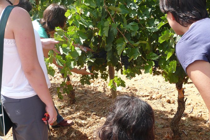 Ribera del Duero Wineries Guided Tour & Wine Tasting from Madrid - Third winery: underground cellars beneath a medieval town