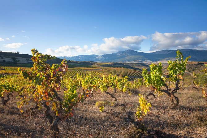 Rioja Wine Tour: 2 Wineries From Bilbao - From Bilbao to Rioja in one scenic morning