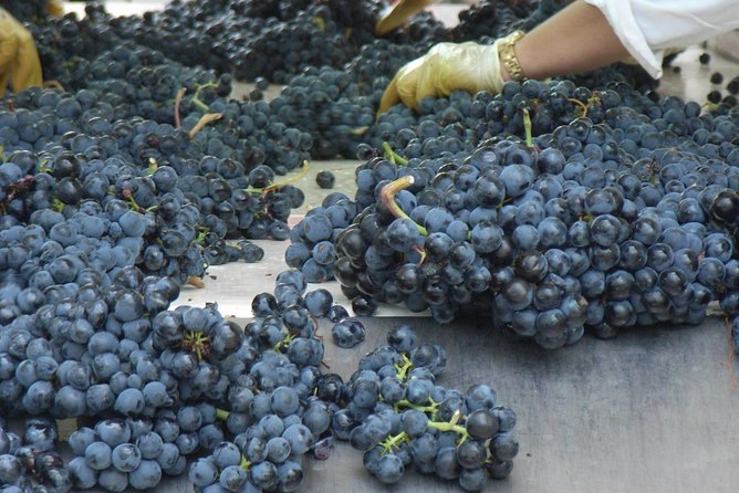 Rioja Wine Tour: 2 Wineries From Bilbao - What the guide adds to the day