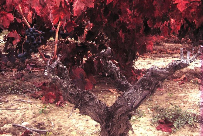 Rioja Wine Tour: 2 Wineries From Bilbao - Is $290.25 a fair price?