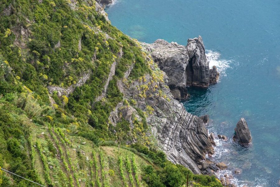 Riomaggiore: Vineyard & Wine Cellar Tour with Wine Tasting - Understanding Cinque Terre winemaking
