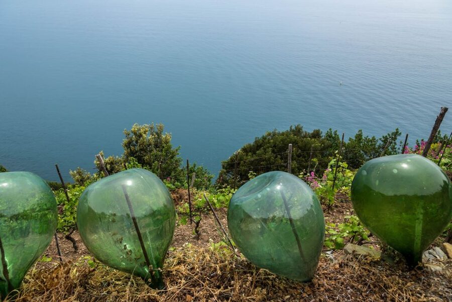 Riomaggiore: Vineyard & Wine Cellar Tour with Wine Tasting - Is $92 a fair price?