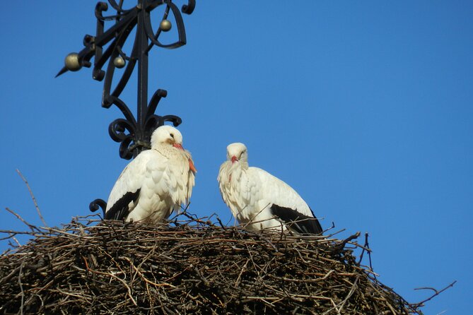 Safari-Tour Villages and vineyard, 1/2 day afternoon - Eguisheim: a quick walk through a circular village