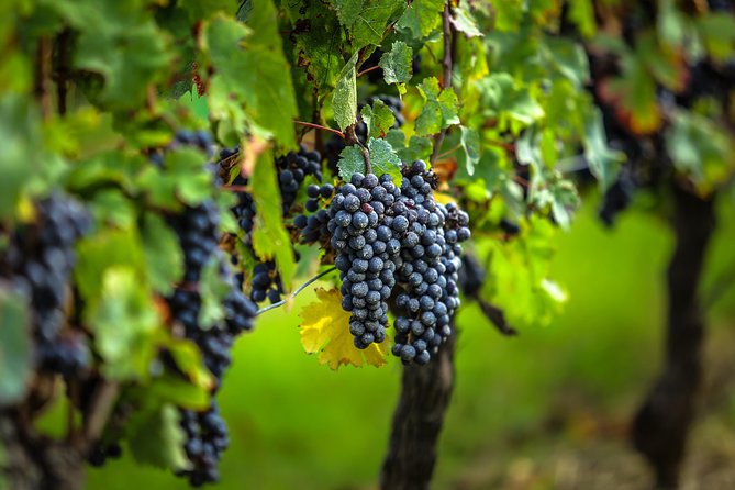 Saint Emilion Half-Day Trip with Wine Tasting & Winery Visit from Bordeaux - A grand cru château visit with red wine tasting