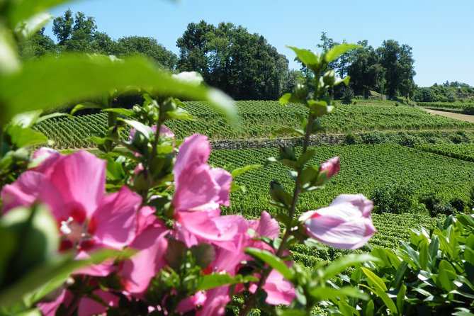 Saint Emilion Wine Tour Tasting Half Day from Bordeaux - Timing, comfort, and small practical matters