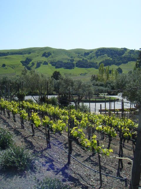 San Francisco: Half-Day Wine Country Tour with Wine Tastings - Food, breaks, and the practical side of wine tasting