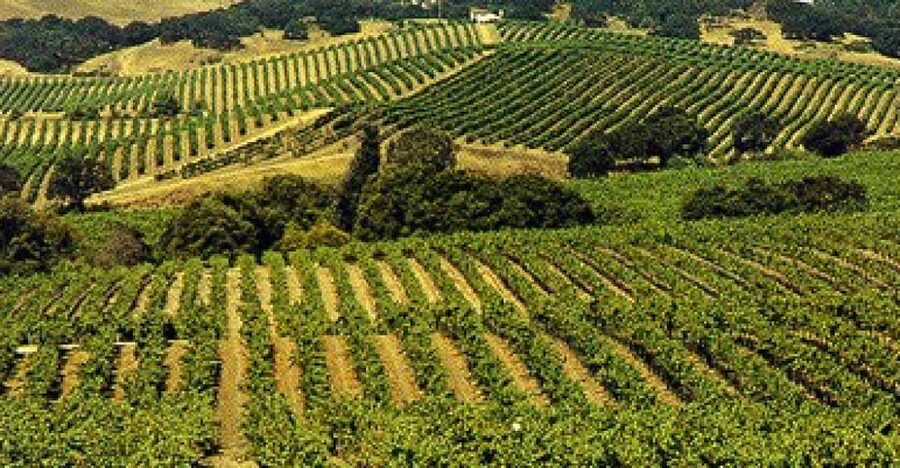 San Francisco: Half-Day Wine Country Tour with Wine Tastings - Leaving Fishermans Wharf around midday