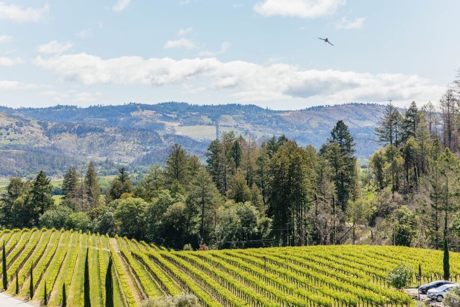 San Francisco: Luxury Small-Group Wine Tour of Napa Valley - The Golden Gate Bridge stop closes the day well