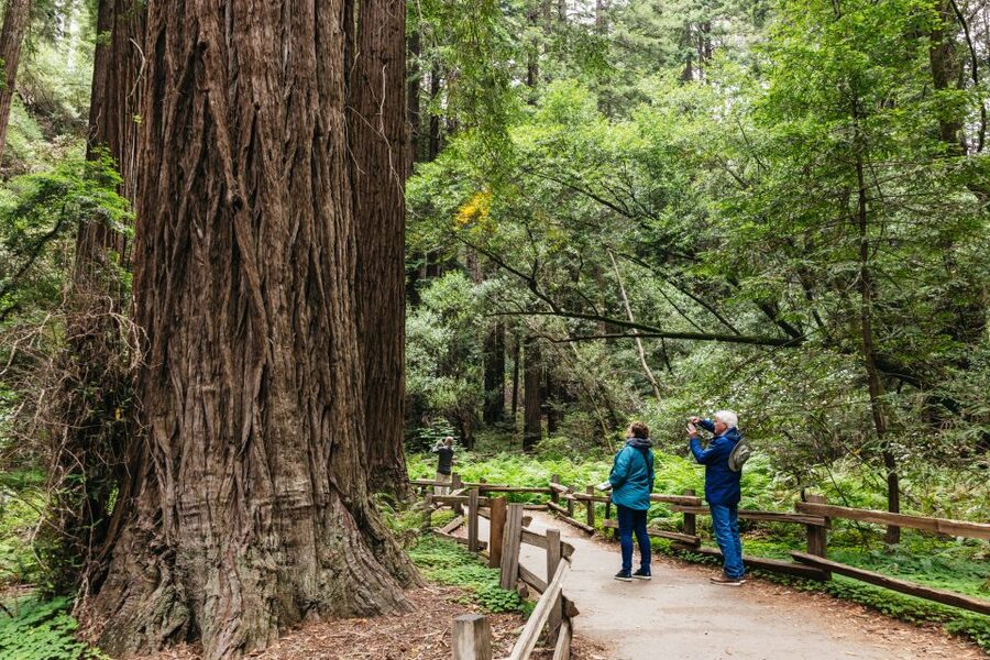 San Francisco: Muir Woods, Napa & Sonoma Valley Wine Tour - Why this San Francisco day trip works