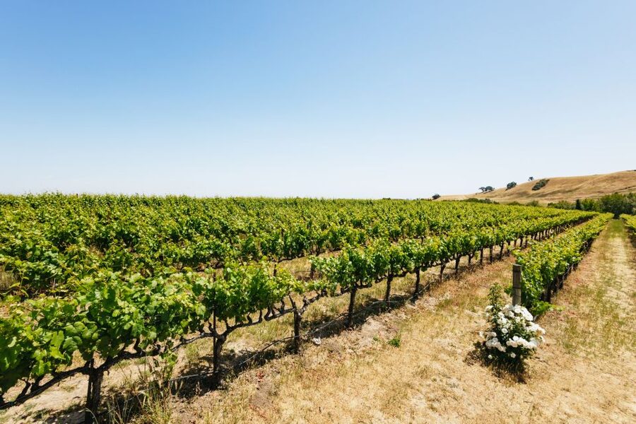 San Francisco: Muir Woods, Napa & Sonoma Valley Wine Tour - Ru Vango Winery in Napa