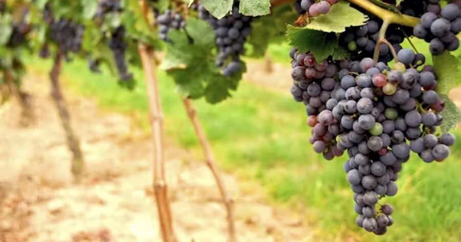 San Francisco: Napa Valley Half-Day Wine Tour with Tastings - Who will enjoy this half-day outing?