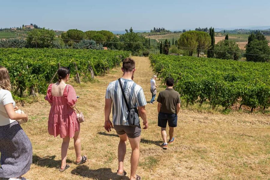 San Gimignano: Premium Wine Tour with Lunch - Who will enjoy this experience most