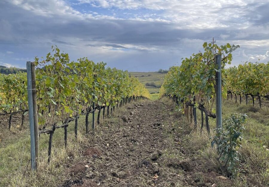 San Gimignano: Vineyard and Cellar Tour with Wine Tasting - The setting and the pace of the tasting