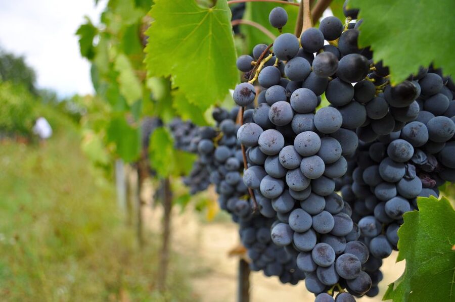 San Gimignano: Vineyard and Cellar Tour with Wine Tasting - Who will enjoy this most