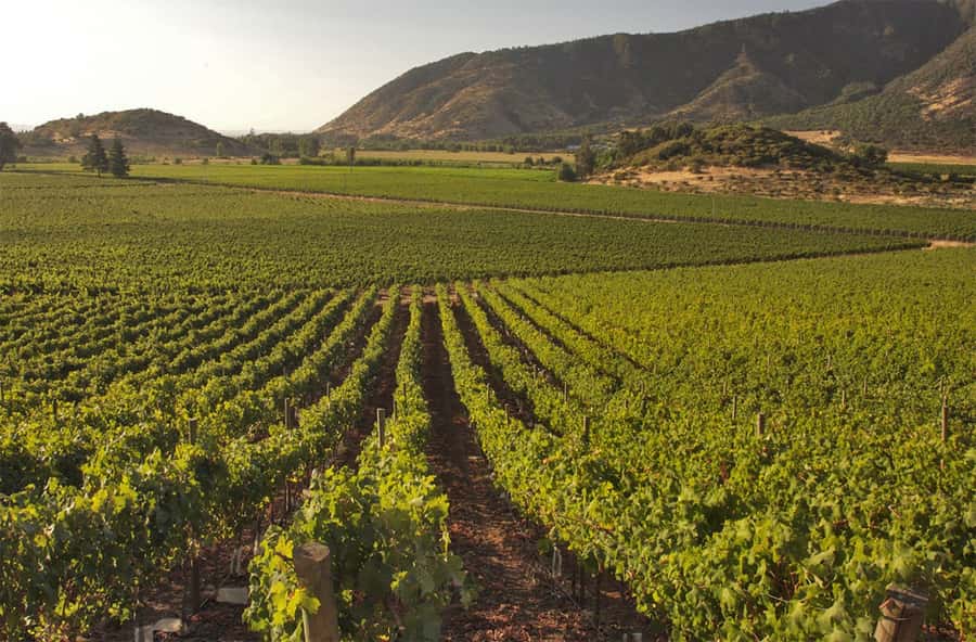 Santiago: Concha y Toro and Undurraga Vineyards Tour - Entering Concha y Toro at Pirque