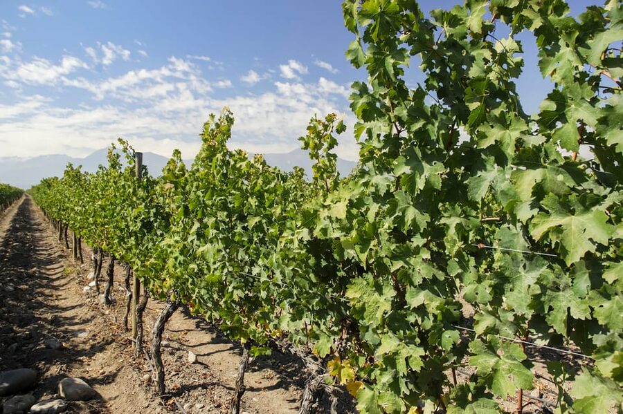 Santiago: Concha y Toro and Undurraga Vineyards Tour - Is $76 good value?