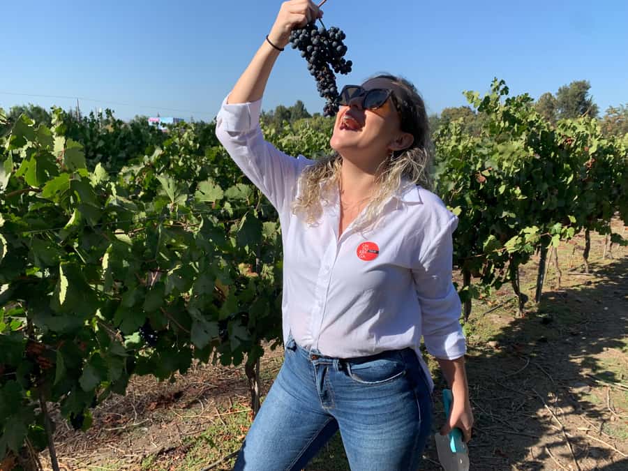 Santiago: Maipo Valley Wine Tasting Tour with 4 Vineyards - Why this Maipo Valley day trip works