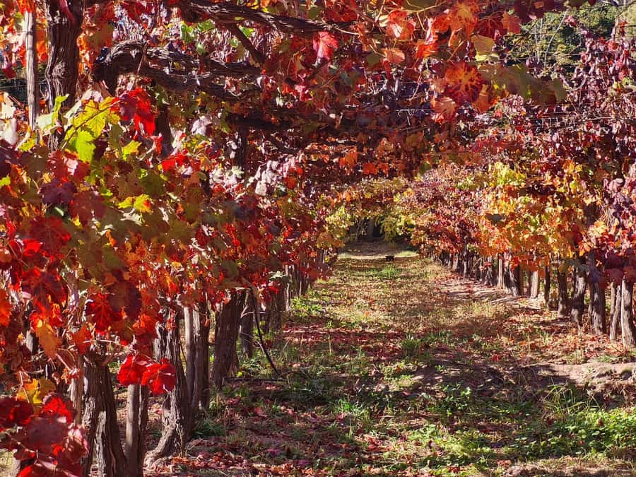 Santiago: Maipo Valley Wine Tasting Tour with 4 Vineyards - TerraMater is the lunch stop, not a fourth tasting