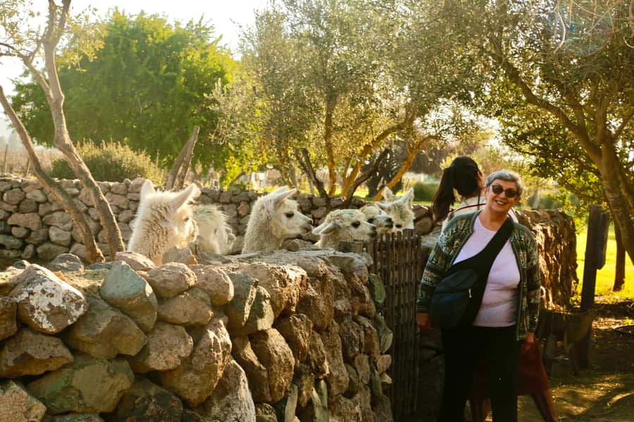 Santiago: Viña del Mar, Valparaiso, with Wine Tasting - Caleta Portales and the everyday Pacific coast