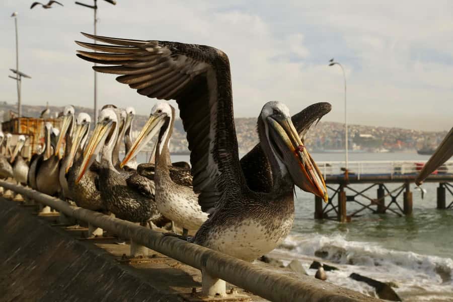 Santiago: Viña del Mar, Valparaiso, with Wine Tasting - Casablanca Valley and the final wine tasting