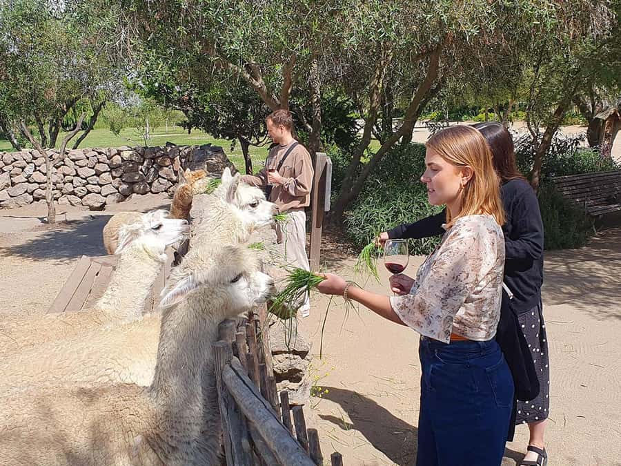 Santiago: World-class Wines, Visit to 4 Vineyards and Tanino - What the $149 price really covers