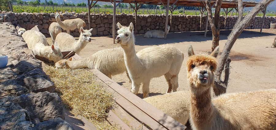 Santiago: World-class Wines, Visit to 4 Vineyards and Tanino - What the guide adds to the day