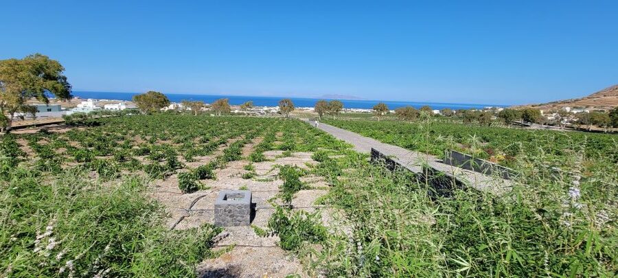 Santorini: Three Wineries and One Brewery Tour with Tastings - Why Santorini’s wine is worth your time