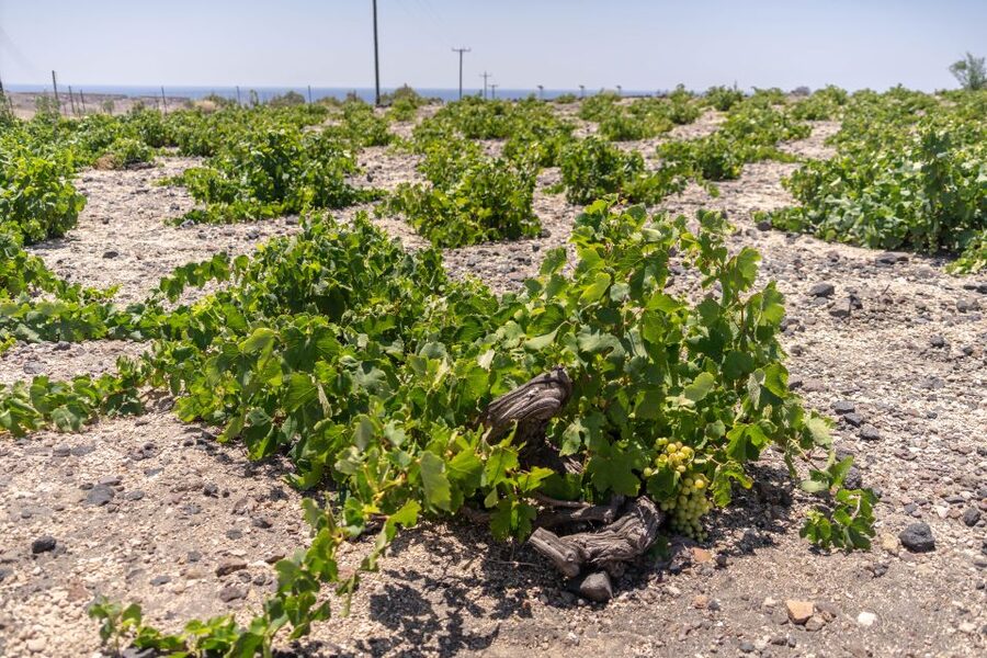 Santorini: Three Wineries and One Brewery Tour with Tastings - Transport and timing keep the day simple