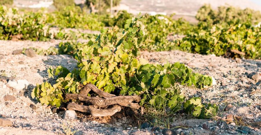 Santorini: Three Wineries and One Brewery Tour with Tastings - Is $200 a fair price?