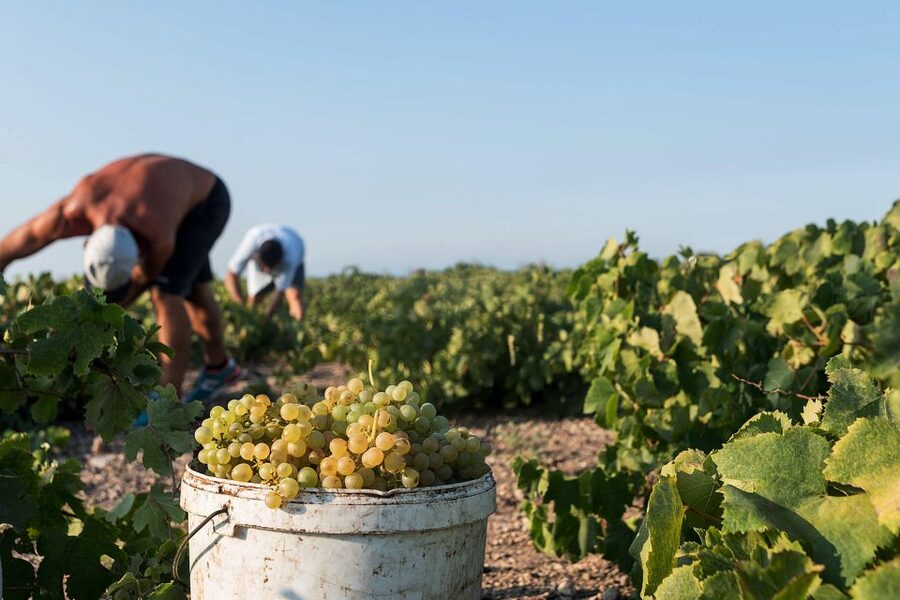 Santorini Wine Roads: Tour of 3 Wineries with a Sommelier - Seeing the kouloura vines up close