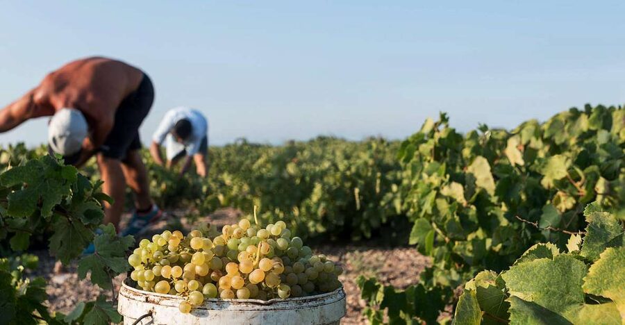 Santorini Wine Roads: Tour of 3 Wineries with a Sommelier - The guides make the difference