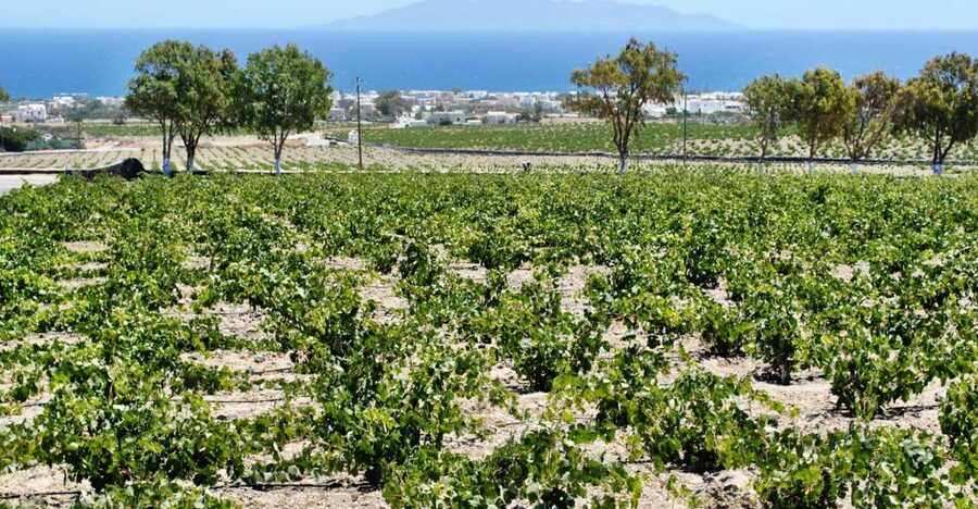 Santorini: Wine Tasting Tour & Sunset Viewing - Pickup in Thera and the ride across the island