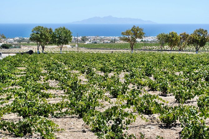 Santorini: Wine Tour with Sunset in Oia - Hatzidakis Winery above Pyrgos