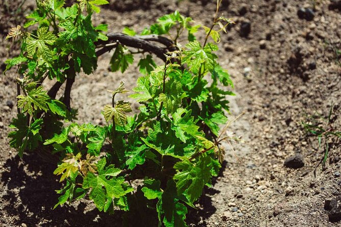Santorini: Wine Tour with Sunset in Oia - The underground wine museum in Mesa Gonia