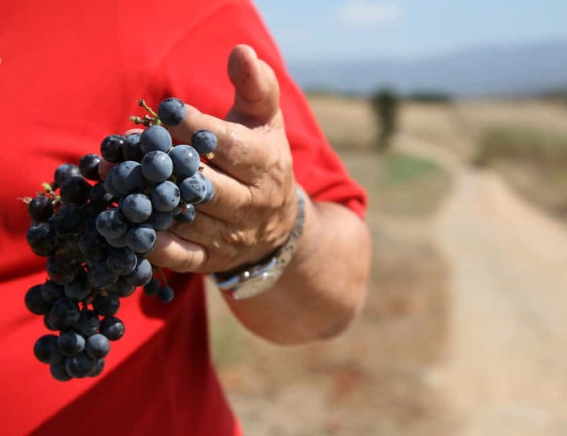 Sardinia: Winery Tour and Wine Tasting Experience - A Sardinian winery rooted in Su Leunaxiu