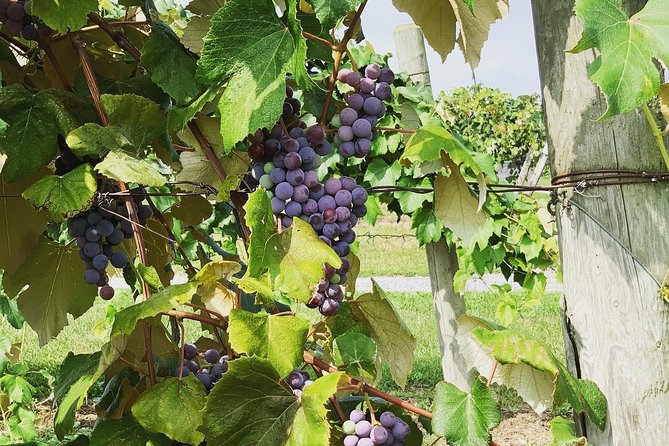 Seneca Lake Wine Tasting & Tour - Ventosa Vineyards brings the best view and lunch option
