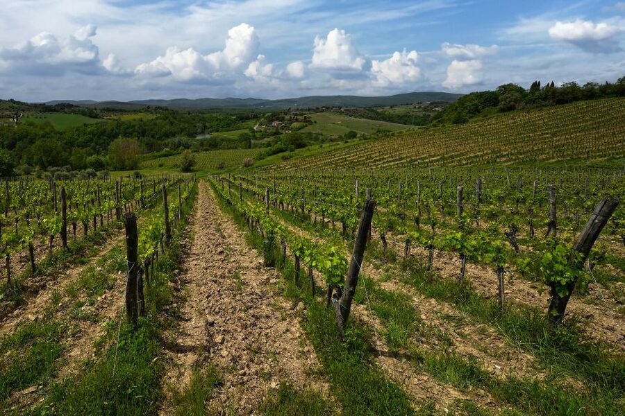 Siena: Organic Winery Tour and Wine Tasting - Who will enjoy this most