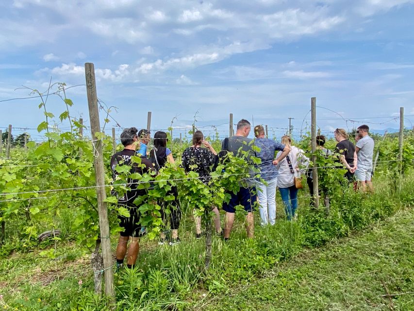 Sirmione: Vineyard Tour with Lugana Wines and Local Tastings - Key points to know before booking