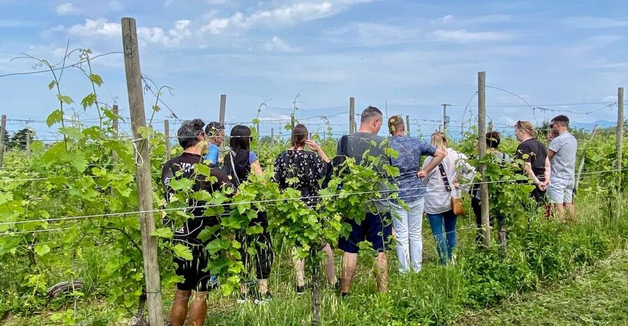 Sirmione: Vineyard Tour with Lugana Wines and Local Tastings - Why this small winery visit works so well