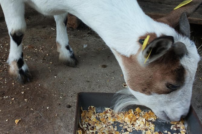 Sorrento Farm and Food Experience including Olive Oil, Limoncello, Wine tasting - Why La Masseria gives you a different Sorrento