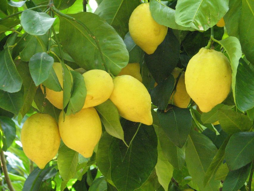 Sorrento: Lemon, Olive Oil and Wine Tasting Tour with Lunch - A family farm instead of a staged food stop