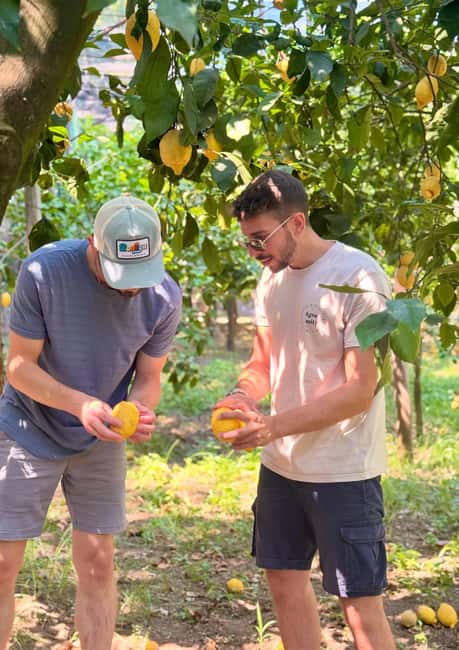 Sorrento: Lemon Picking Tour with Limoncello Tasting - Key points at a glance