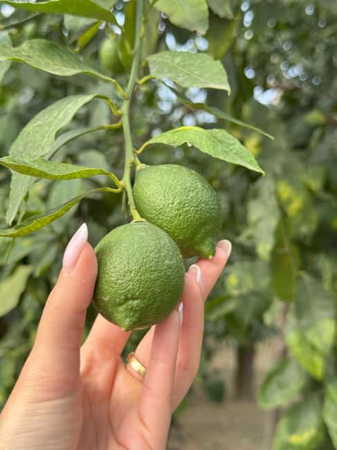 Sorrento: Lemon Picking Tour with Limoncello Tasting - Why a lemon farm is a smart break from Sorrento