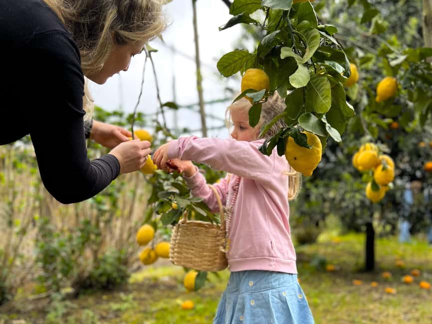 Sorrento: Lemon Picking Tour with Limoncello Tasting - Getting there and planning the day