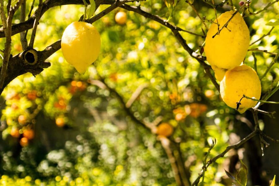 SORRENTO: Limoncello Making And Tasting Experience - A good after-dinner alternative