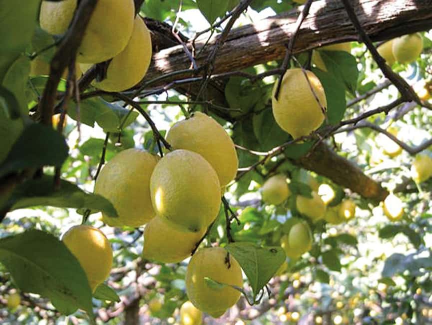 Sorrento: Sunset City Walking Tour with Limoncello Tasting - Via San Cesareo and the old center