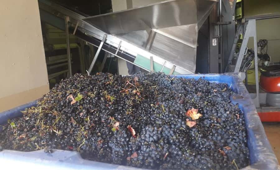 Stellenbosch: Half-Day Wine Tour - Who will enjoy this tour most?