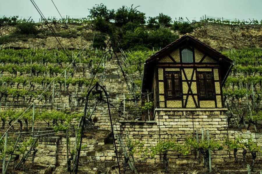 Stuttgart: Guided Vineyards Tour - Is $800 good value for your group?
