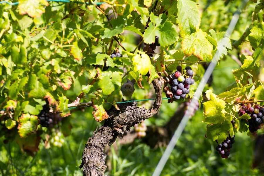 Stuttgart: Guided Vineyards Tour - Views over Bad Cannstatt, Münster, and the Neckar